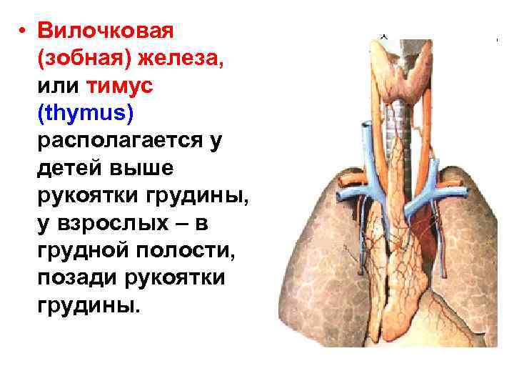  • Вилочковая (зобная) железа, или тимус (thymus) располагается у детей выше рукоятки грудины,