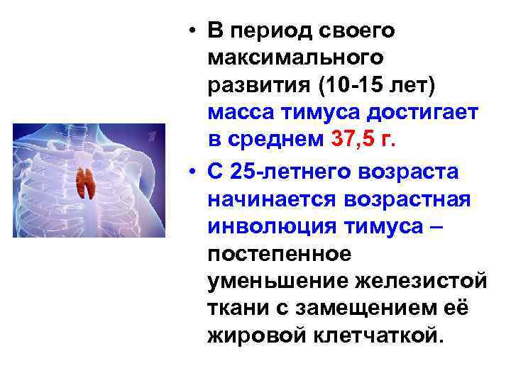  • В период своего максимального развития (10 -15 лет) масса тимуса достигает в