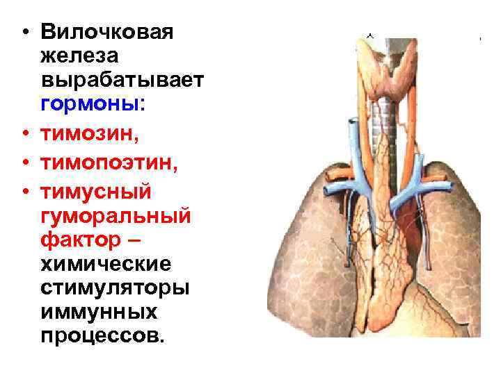  • Вилочковая железа вырабатывает гормоны: • тимозин, • тимопоэтин, • тимусный гуморальный фактор