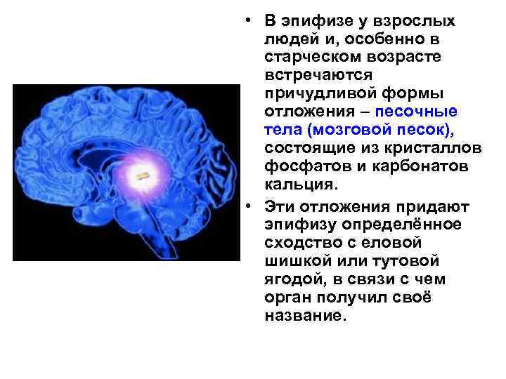  • В эпифизе у взрослых людей и, особенно в старческом возрасте встречаются причудливой