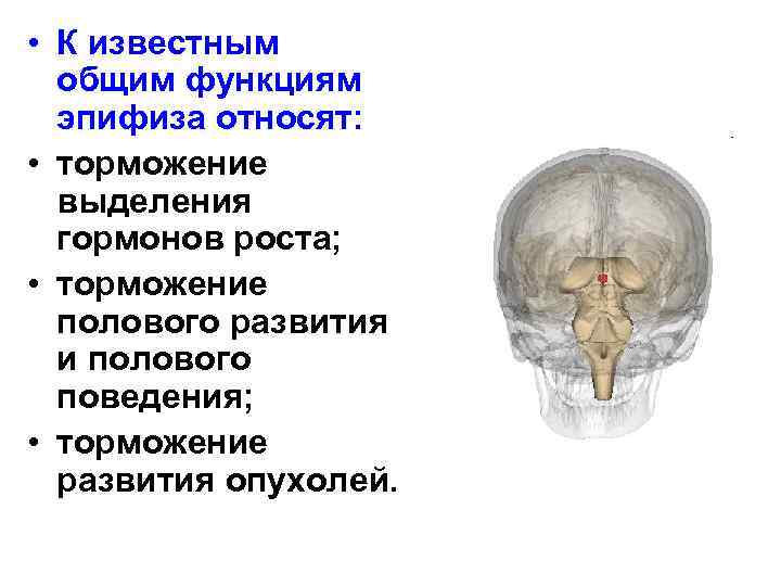  • К известным общим функциям эпифиза относят: • торможение выделения гормонов роста; •