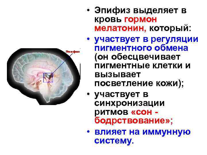  • Эпифиз выделяет в кровь гормон мелатонин, который: • участвует в регуляции пигментного