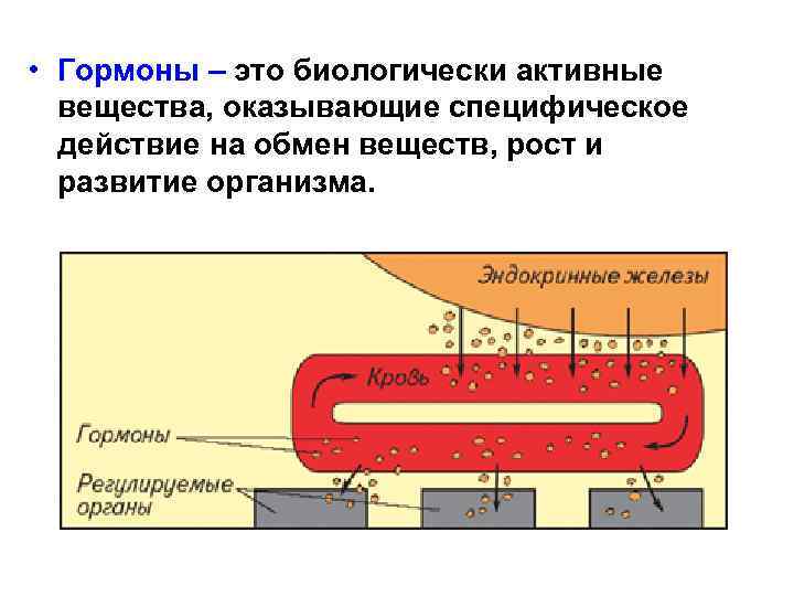  • Гормоны – это биологически активные вещества, оказывающие специфическое действие на обмен веществ,