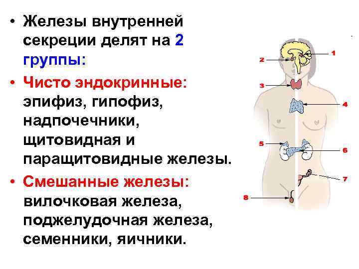  • Железы внутренней секреции делят на 2 группы: • Чисто эндокринные: эпифиз, гипофиз,