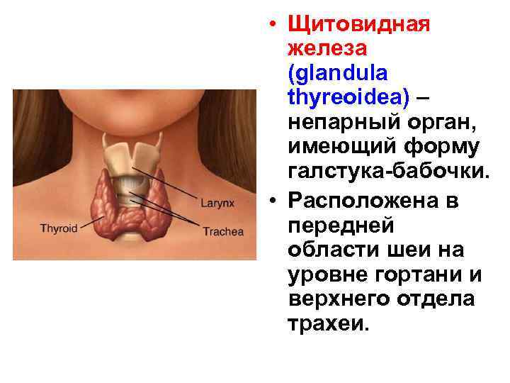  • Щитовидная железа (glandula thyreoidea) – непарный орган, имеющий форму галстука-бабочки. • Расположена