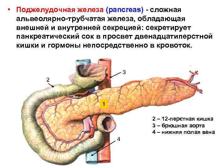  • Поджелудочная железа (pancreas) - сложная альвеолярно-трубчатая железа, обладающая внешней и внутренней секрецией: