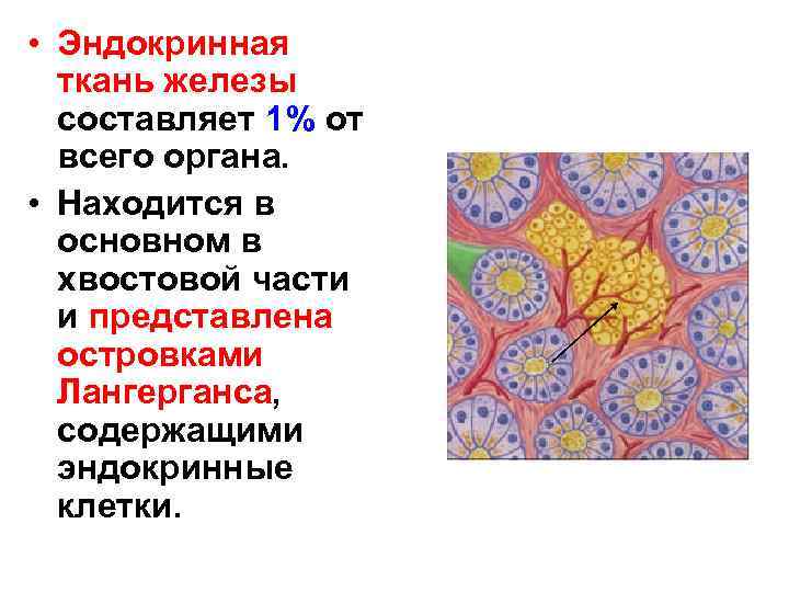  • Эндокринная ткань железы составляет 1% от всего органа. • Находится в основном