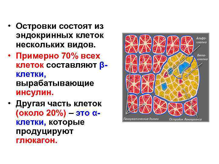  • Островки состоят из эндокринных клеток нескольких видов. • Примерно 70% всех клеток