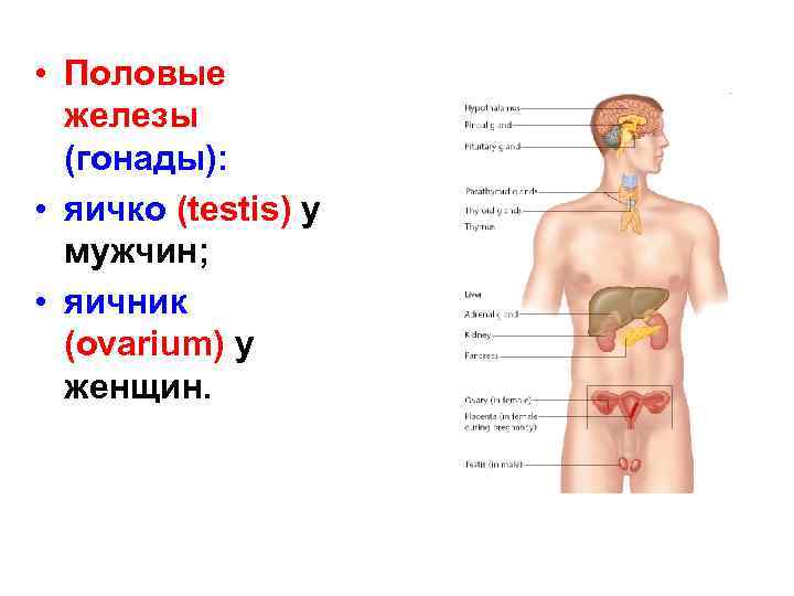  • Половые железы (гонады): • яичко (testis) у мужчин; • яичник (ovarium) у