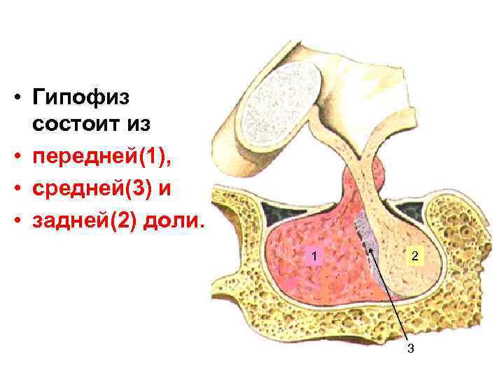 Гипофиз картинки красивые