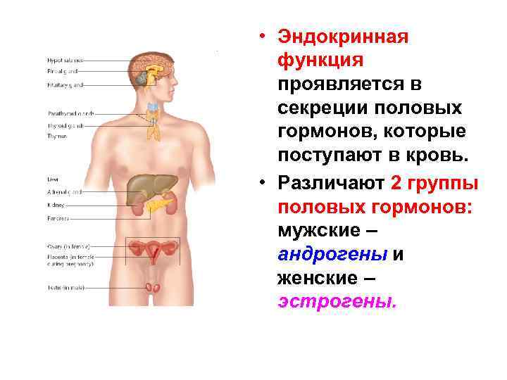  • Эндокринная функция проявляется в секреции половых гормонов, которые поступают в кровь. •