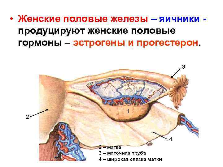  • Женские половые железы – яичники продуцируют женские половые гормоны – эстрогены и