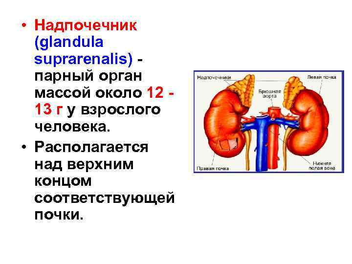  • Надпочечник (glandula suprarenalis) парный орган массой около 12 13 г у взрослого