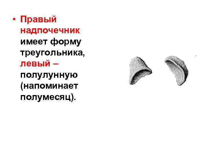  • Правый надпочечник имеет форму треугольника, левый – полулунную (напоминает полумесяц). 