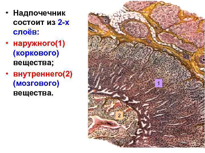  • Надпочечник состоит из 2 -х слоёв: • наружного(1) (коркового) вещества; • внутреннего(2)