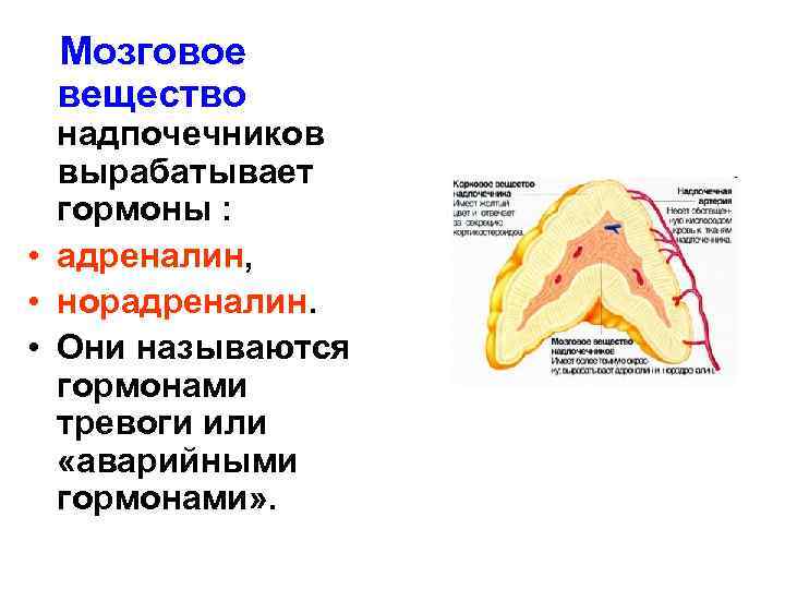 Мозговое вещество надпочечников вырабатывает гормоны : • адреналин, • норадреналин. • Они называются гормонами
