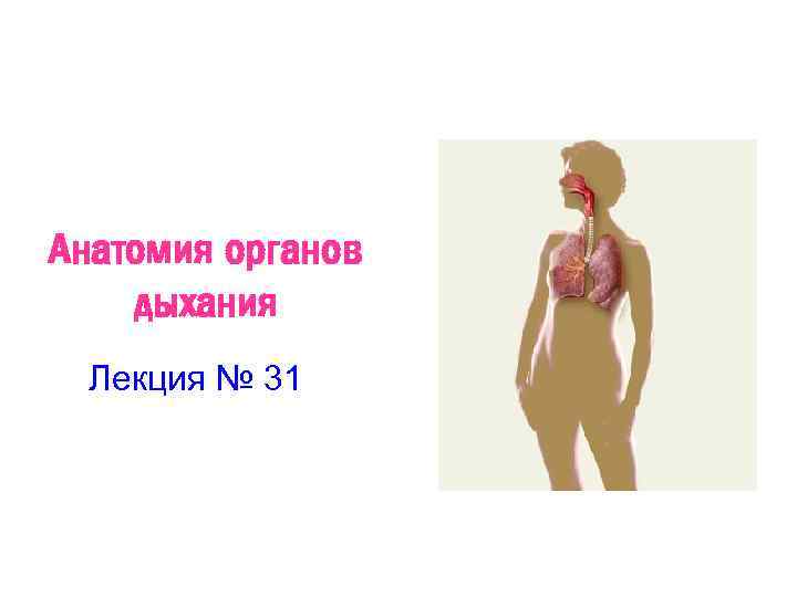 Анатомия органов дыхания Лекция № 31 