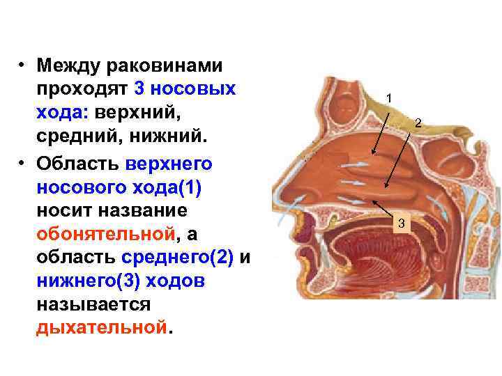 Нижняя верхняя носовая раковина