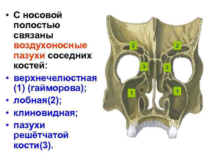 Кости имеющие воздухоносные пазухи