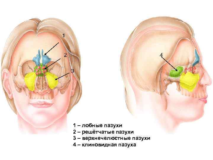 1 2 4 3 1 – лобные пазухи 2 – решётчатые пазухи 3 –