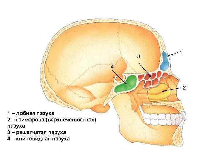 Гайморовы пазухи расположение фото