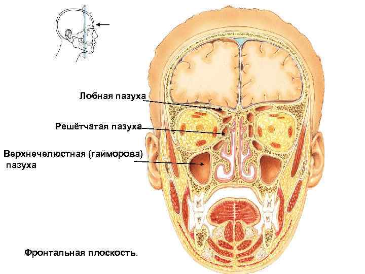 Лобная пазуха Решётчатая пазуха Верхнечелюстная (гайморова) пазуха Фронтальная плоскость. 