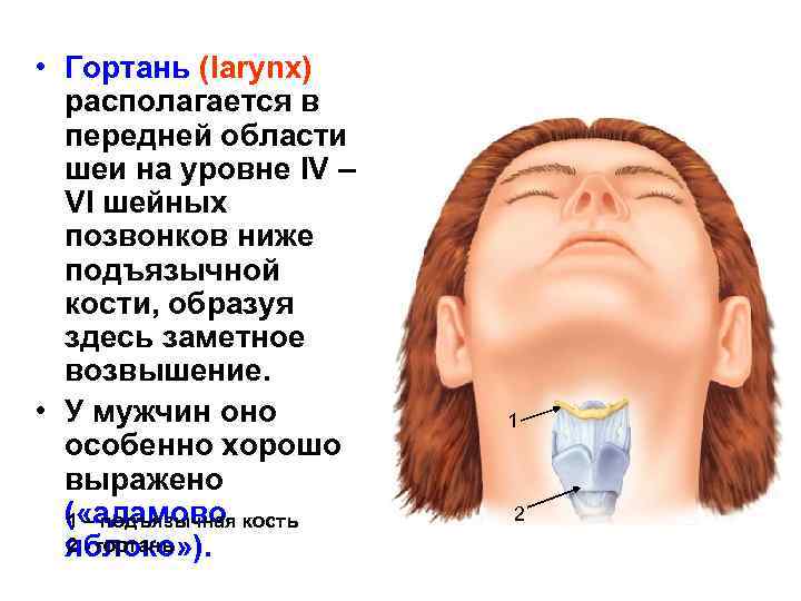  • Гортань (larynx) располагается в передней области шеи на уровне IV – VI