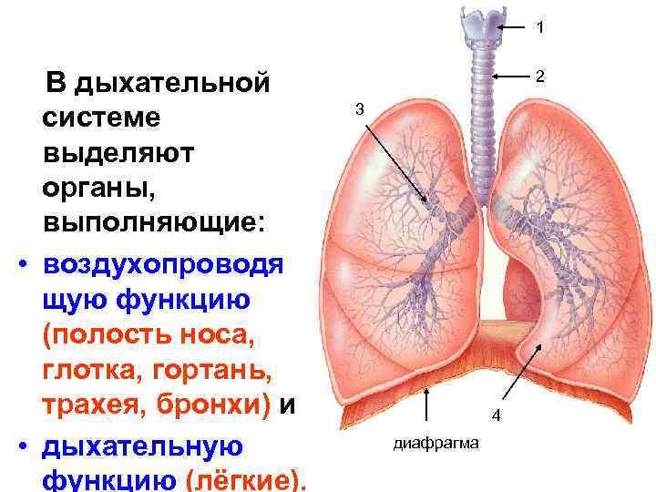 Органы дыхания лекция