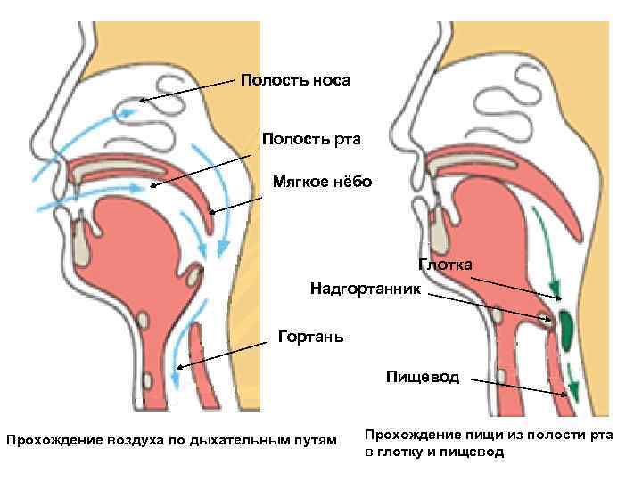 Полость носа Полость рта Мягкое нёбо Глотка Надгортанник Гортань Пищевод Прохождение воздуха по дыхательным