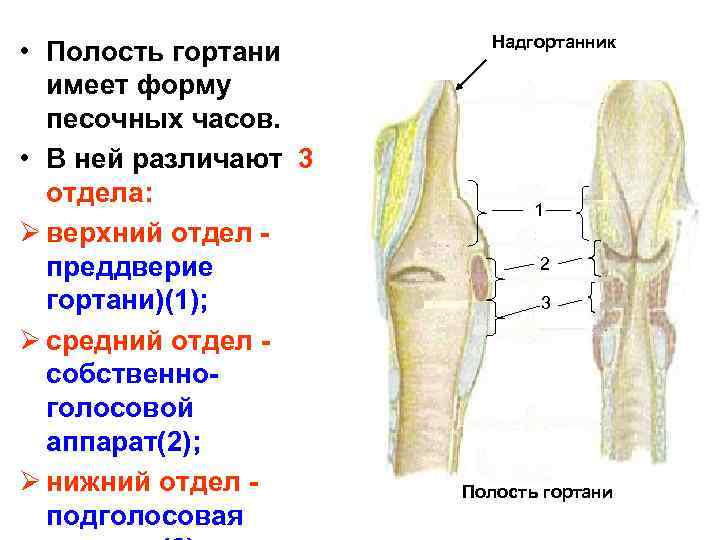 Полость гортани. Подголосовая полость гортани. В полости гортани различают отделы:. Полость гортани имеет форму песочных часов.