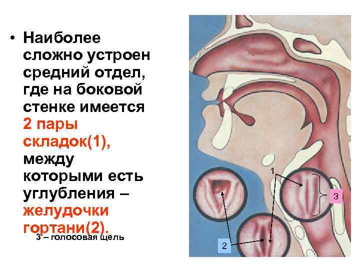  • Наиболее сложно устроен средний отдел, где на боковой стенке имеется 2 пары