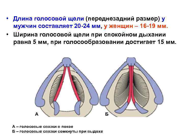  • Длина голосовой щели (переднезадний размер) у мужчин составляет 20 -24 мм, у