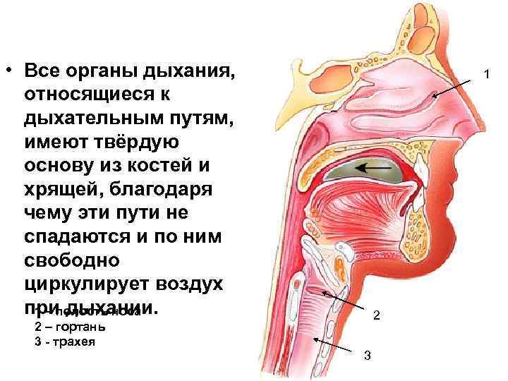 К органам дыхания не относятся ответ