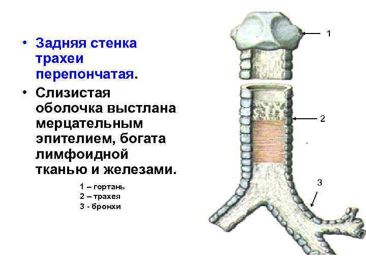 Стенка трахеи состоит из