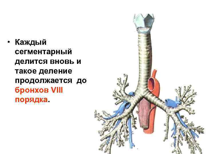  • Каждый сегментарный делится вновь и такое деление продолжается до бронхов VIII порядка.