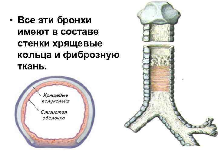 Капилляры и альвеолы легких хрящевые полукольца трахеи