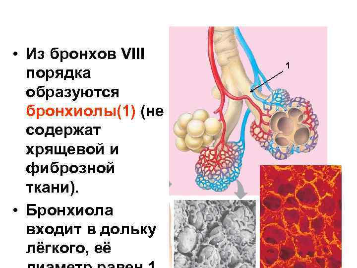 Бронхиолы стенка. Бронхиолы анатомия. Строение стенки бронхиол. Бронхиолы и альвеолы.