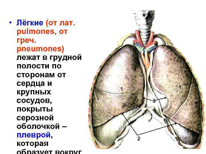  • Лёгкие (от лат. pulmones, от греч. pneumones) лежат в грудной полости по
