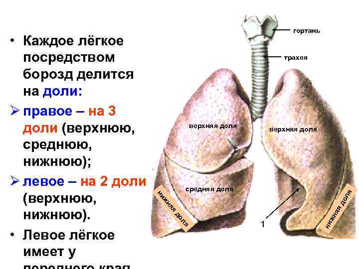 трахея верхняя доля я средняя доля жн я ля до 1 ни яя яд