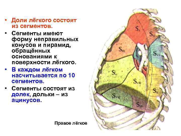  • Доли лёгкого состоят из сегментов. • Сегменты имеют форму неправильных конусов и
