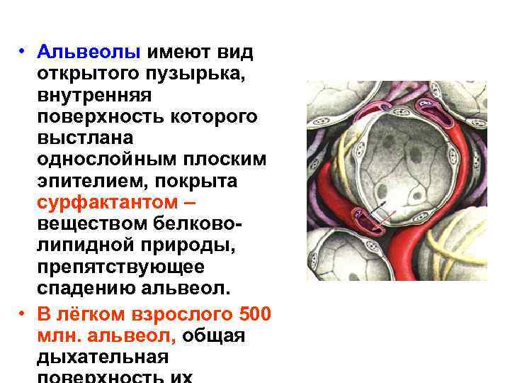  • Альвеолы имеют вид открытого пузырька, внутренняя поверхность которого выстлана однослойным плоским эпителием,