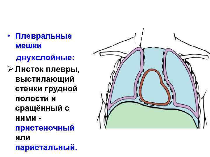 Плевральная полость сердца