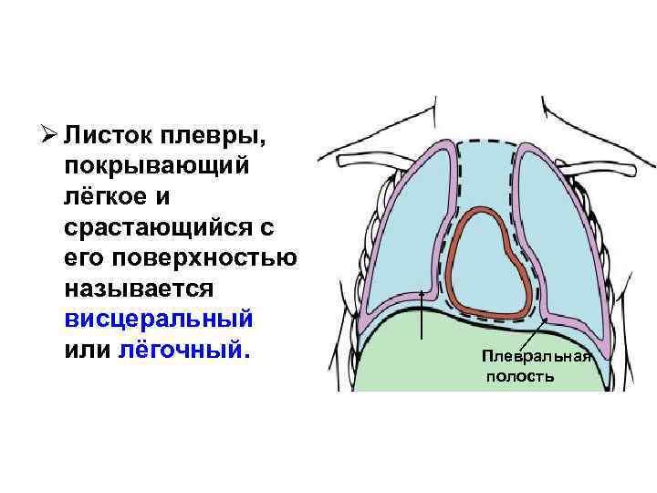 Ø Листок плевры, покрывающий лёгкое и срастающийся с его поверхностью называется висцеральный или лёгочный.