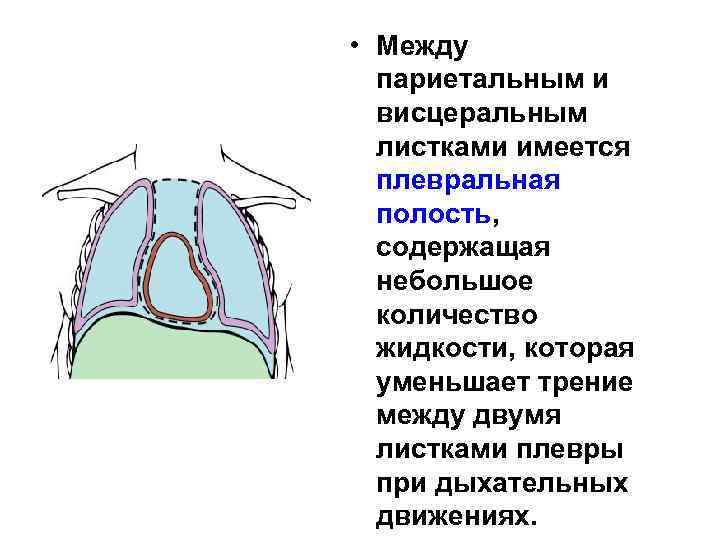 Части париетальной плевры