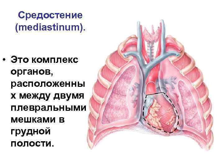Средостение (mediastinum). • Это комплекс органов, расположенны х между двумя плевральными мешками в грудной