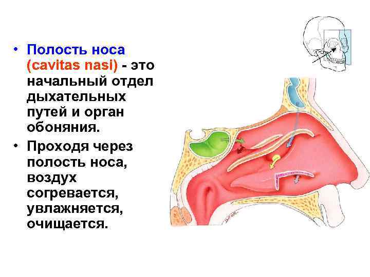 Согревание воздуха в дыхательных путях происходит благодаря тому что их стенки