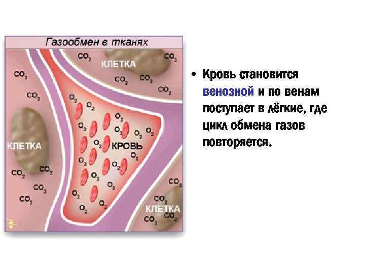  • Кровь становится венозной и по венам поступает в лёгкие, где цикл обмена