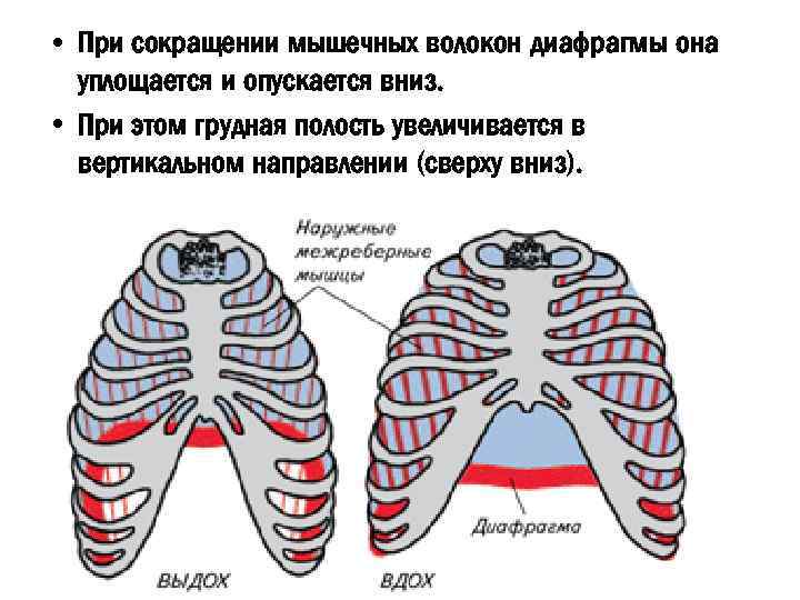 При сокращении диафрагмы происходят