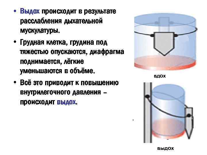  • Выдох происходит в результате расслабления дыхательной мускулатуры. • Грудная клетка, грудина под