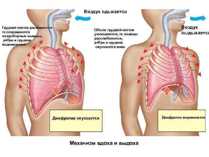 Воздух вдыхается Грудная клетка расширяется тк сокращаются межрёберные мышцы, рёбра и грудина поднимаются Объём